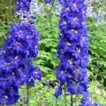 Zo laat je je delphiniums mislukken in 4 lessen