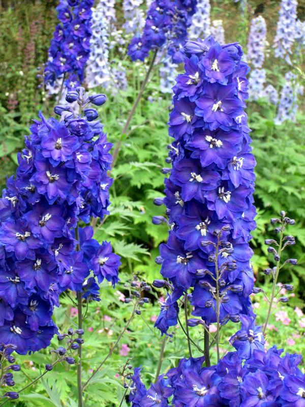 Delphiniums laten mislukken in 4 lessen