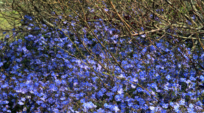 Ken je Veronica umbrosa 'Georgia Blue'?