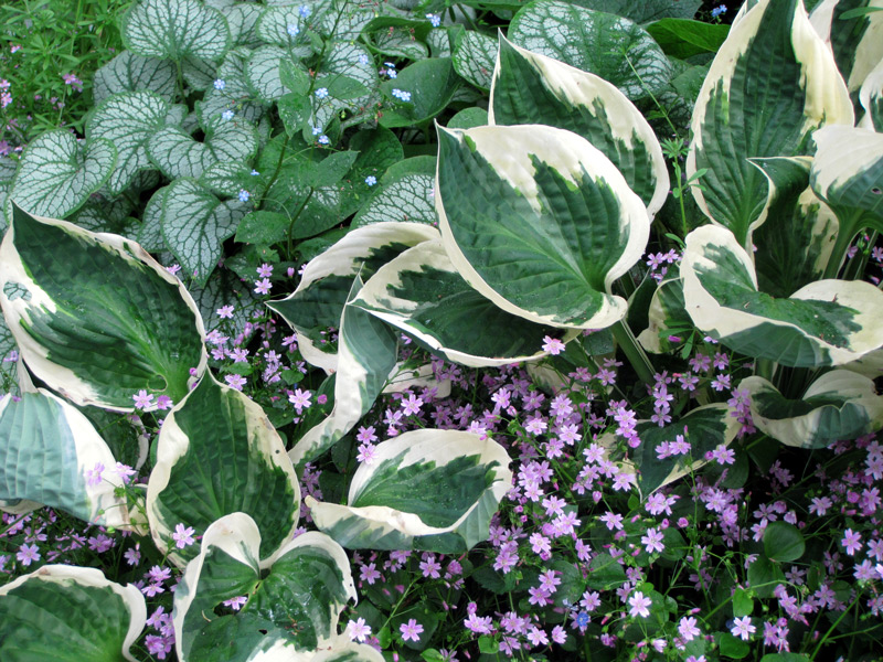 Hosta's laten mislukken in 4 stappen?
