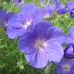 De mooiste blauwe geraniums