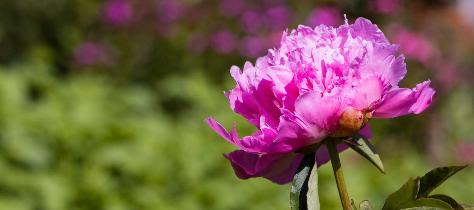 Roze pioenroos