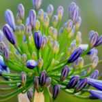 Agapanthen planten