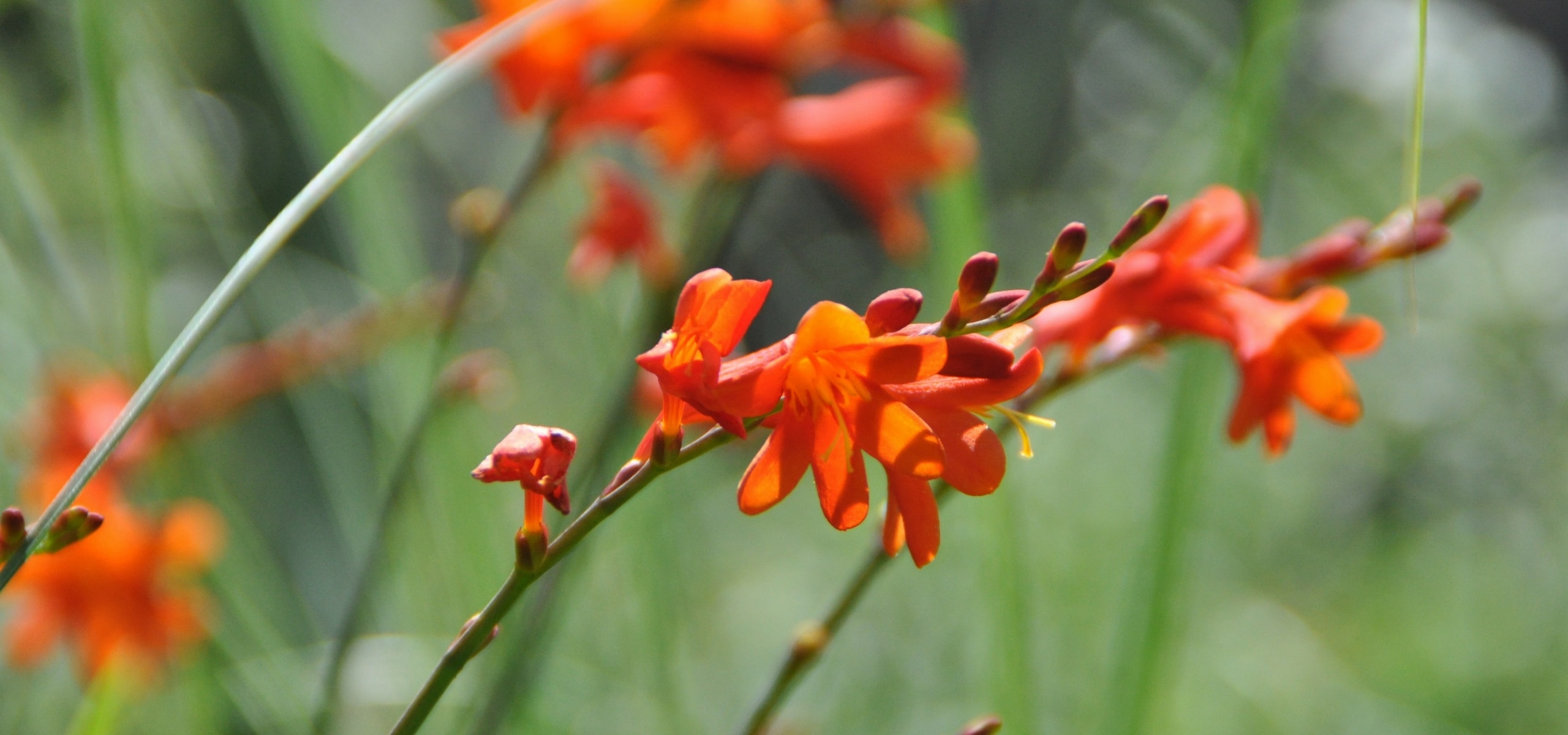 Winterharde zomerbloeiende bloembollen planten
