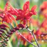 Montbretia's planten