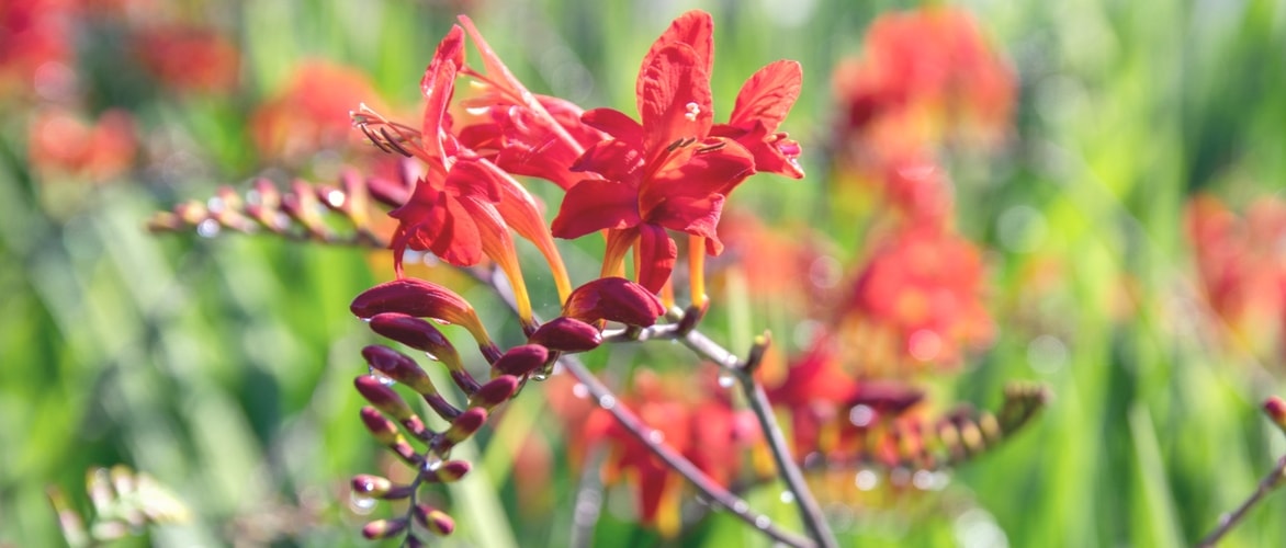 Montbretia's planten