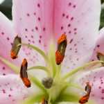 Lelies planten en telen