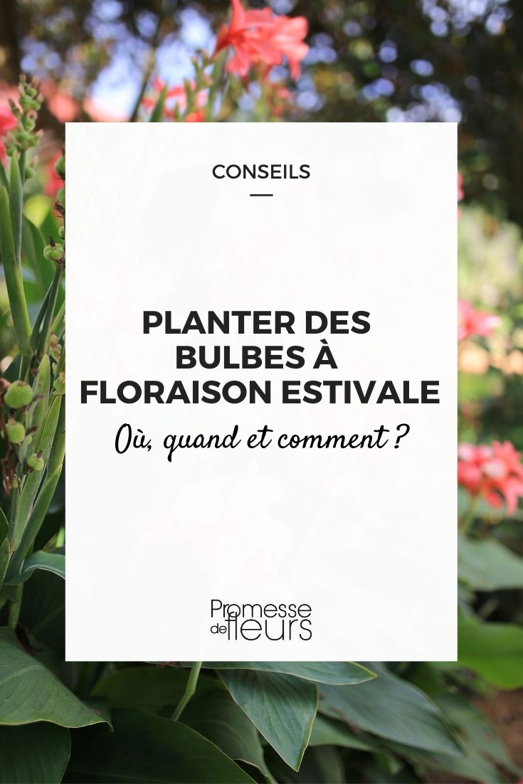 zomerbollen planten