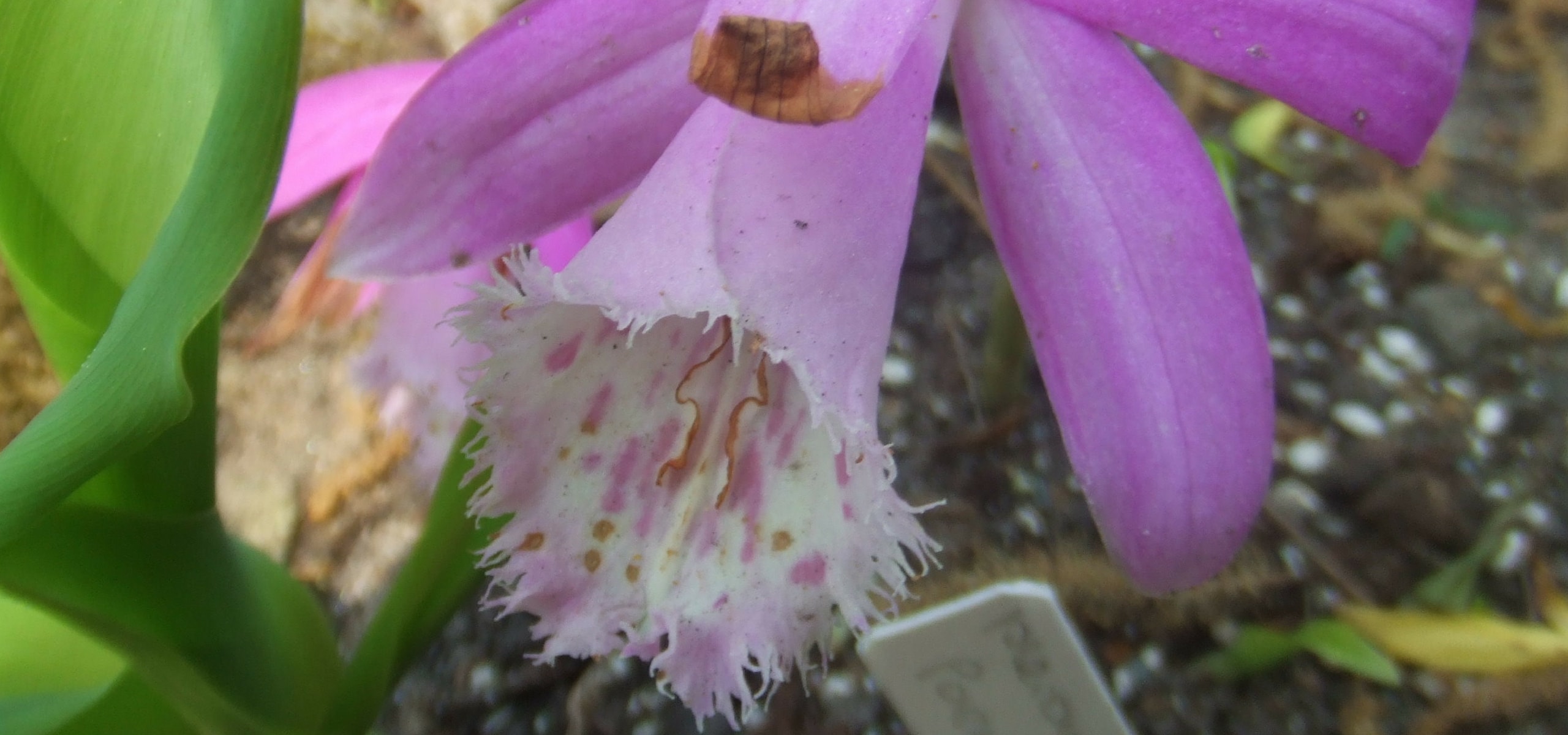 Pleione-bollen planten