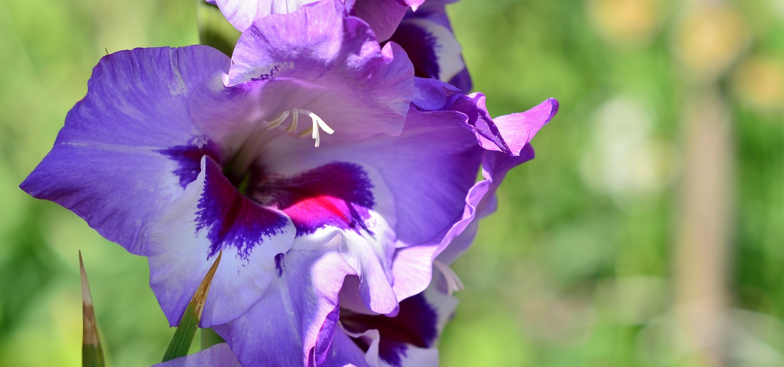 Gladiolen planten