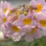 Tuingloxinia's planten