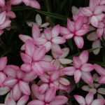 Rhodohypoxis planten