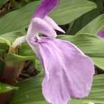 Roscoea planten