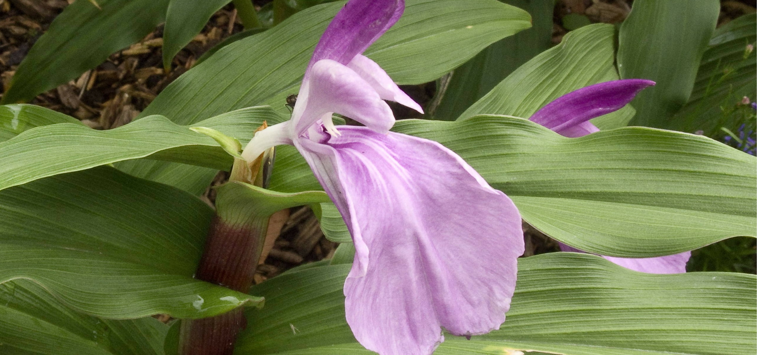 Roscoea planten