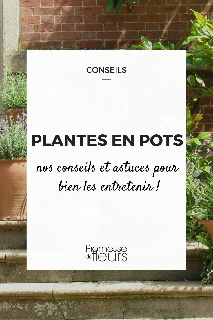 Planten in pot verzorgen
