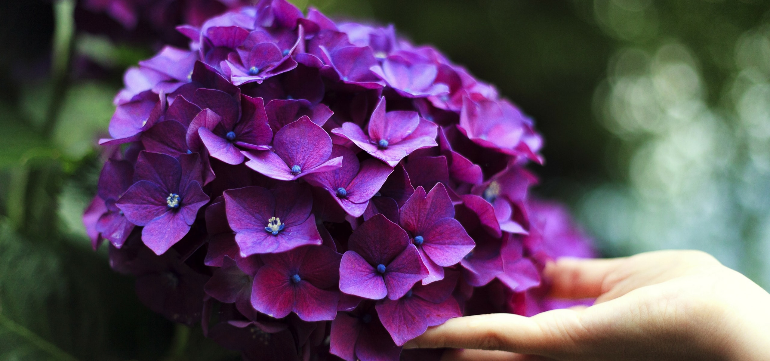 Hortensia's telen?