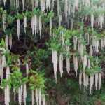 Garrya elliptica, een bloeiende heester in de winter