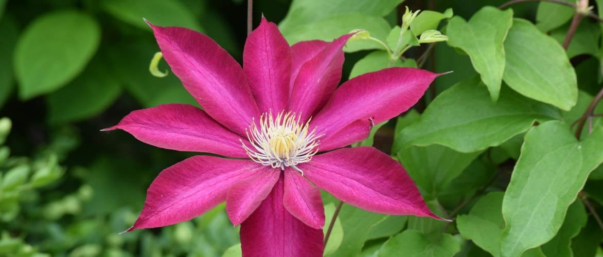 Clematis combineren: zo lukt het optimaal
