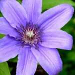 Clematis planten?