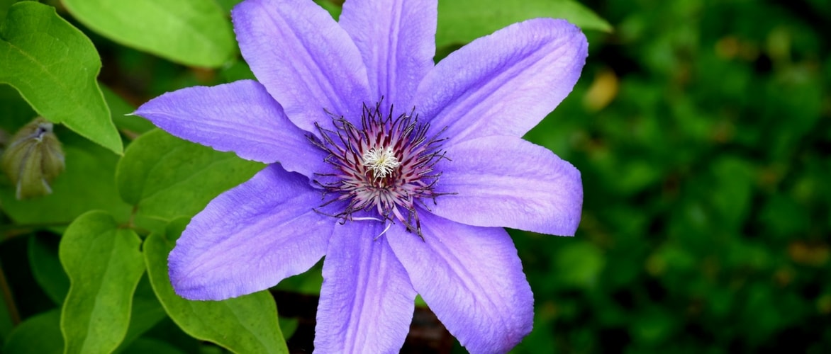 Clematis planten?