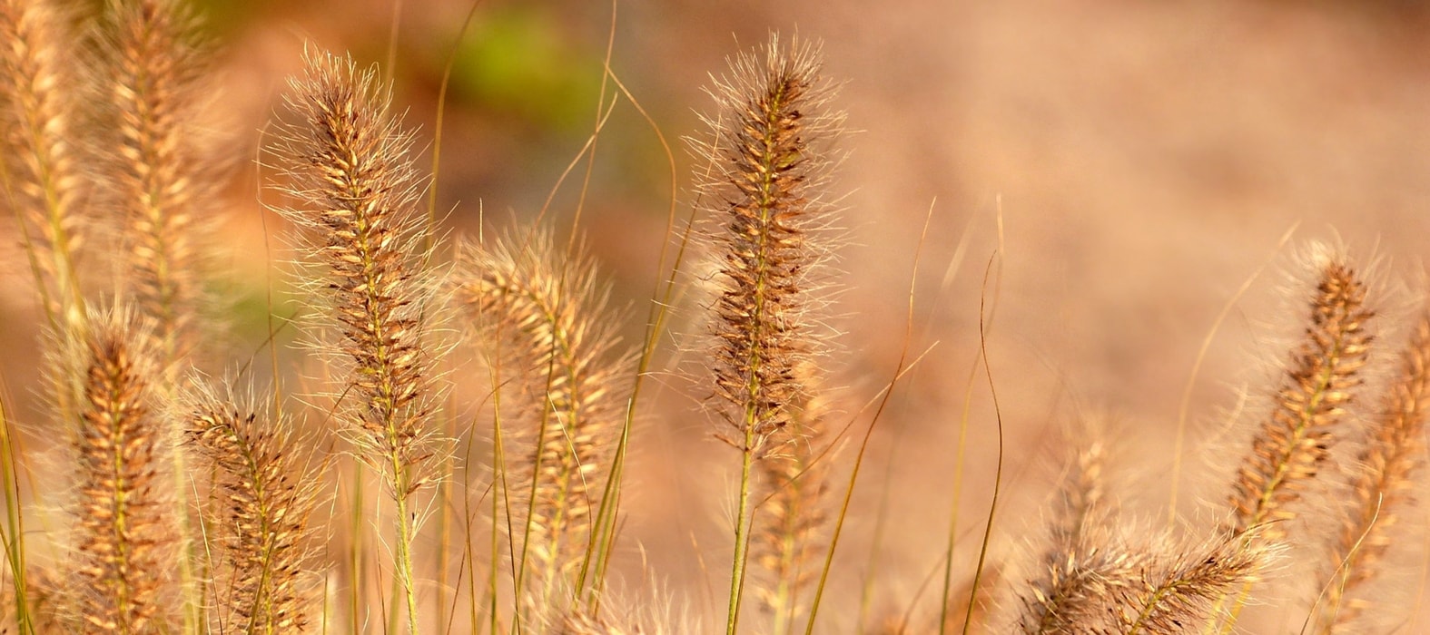 Grassen planten