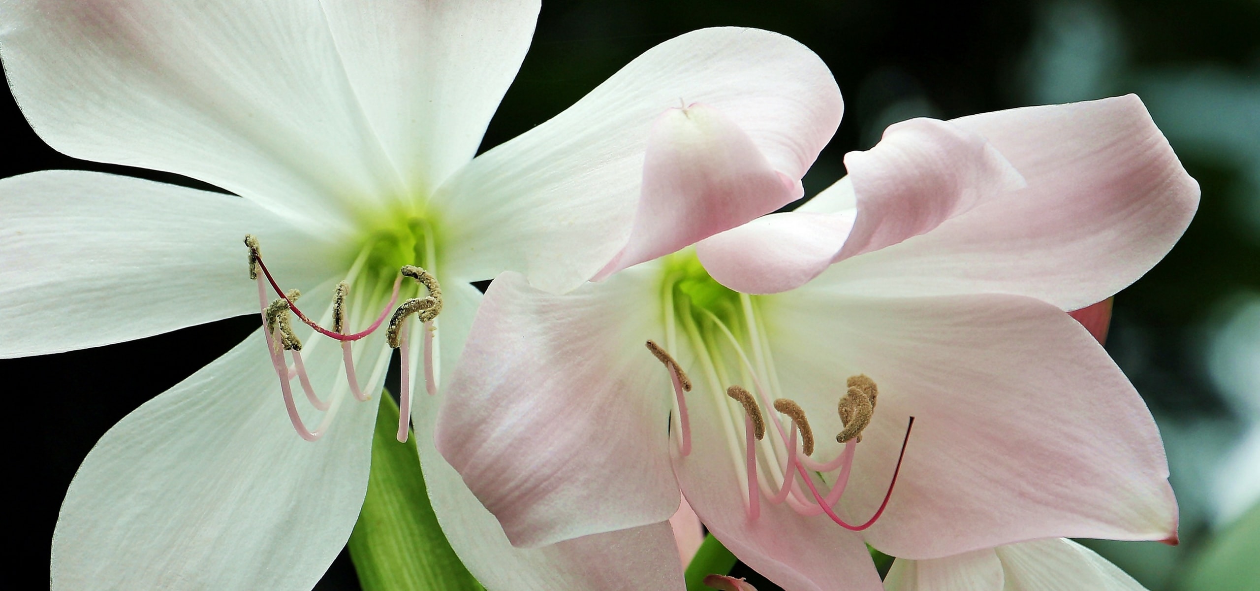 Hoe laat je een amaryllis opnieuw bloeien?