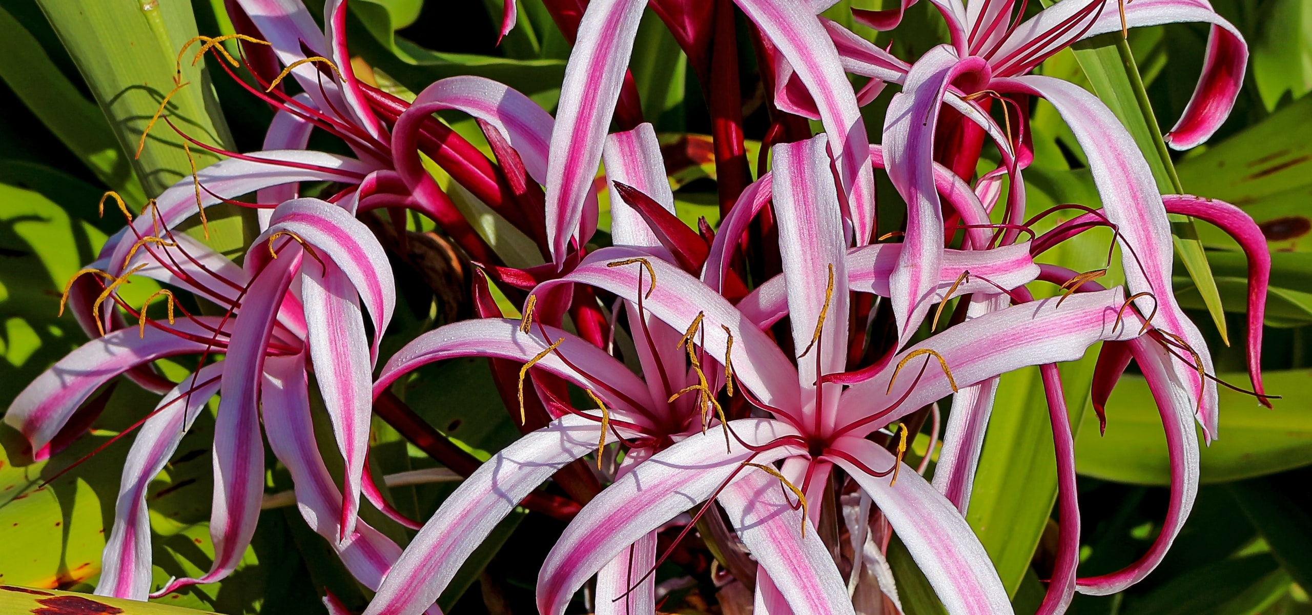 Amaryllis en Crinums planten