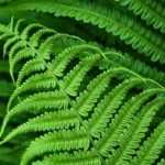 Varens planten