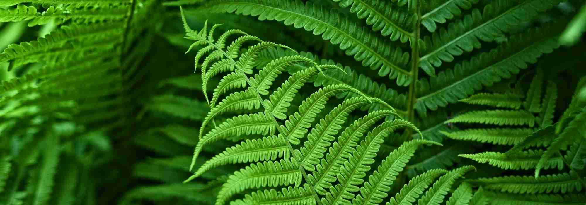 Varens planten