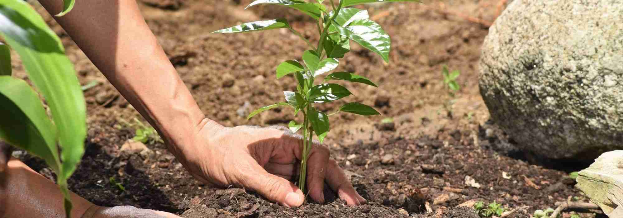 Hoe plant je in de zomer?