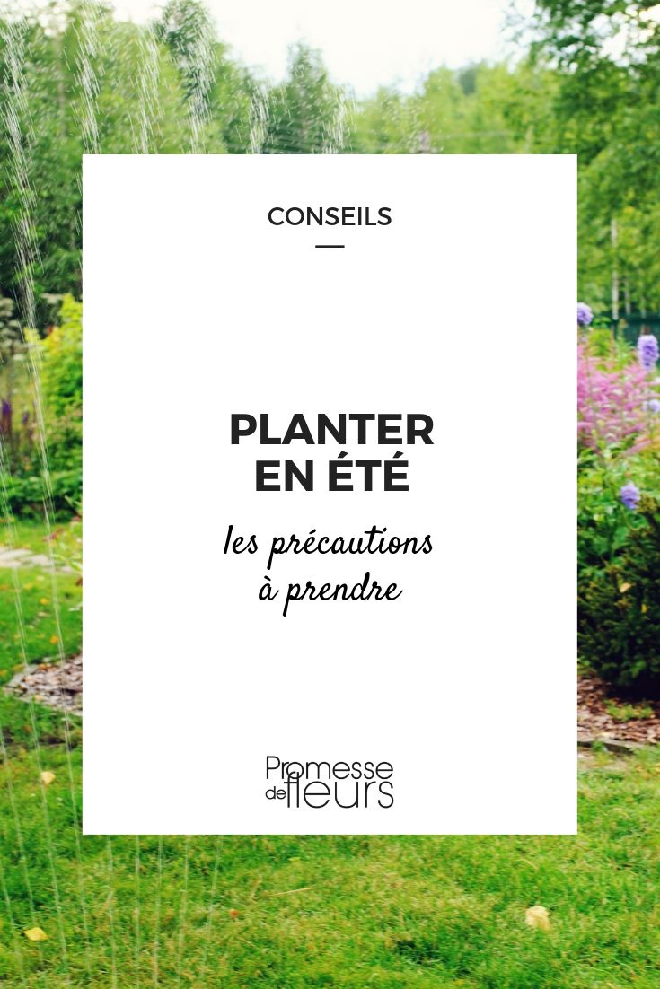 Zomerplanten: tips voor succes