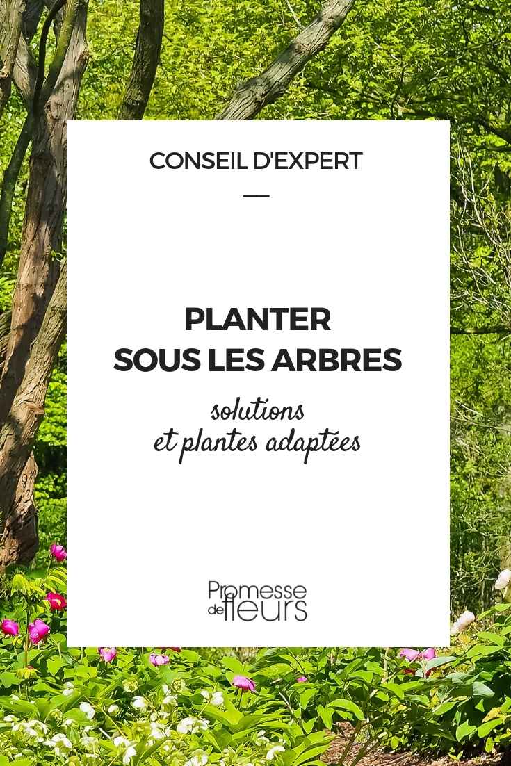 Planten voor boomspiegels