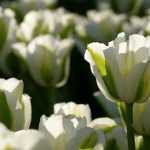 Tulpen na de bloei: zo verleng je hun levensduur