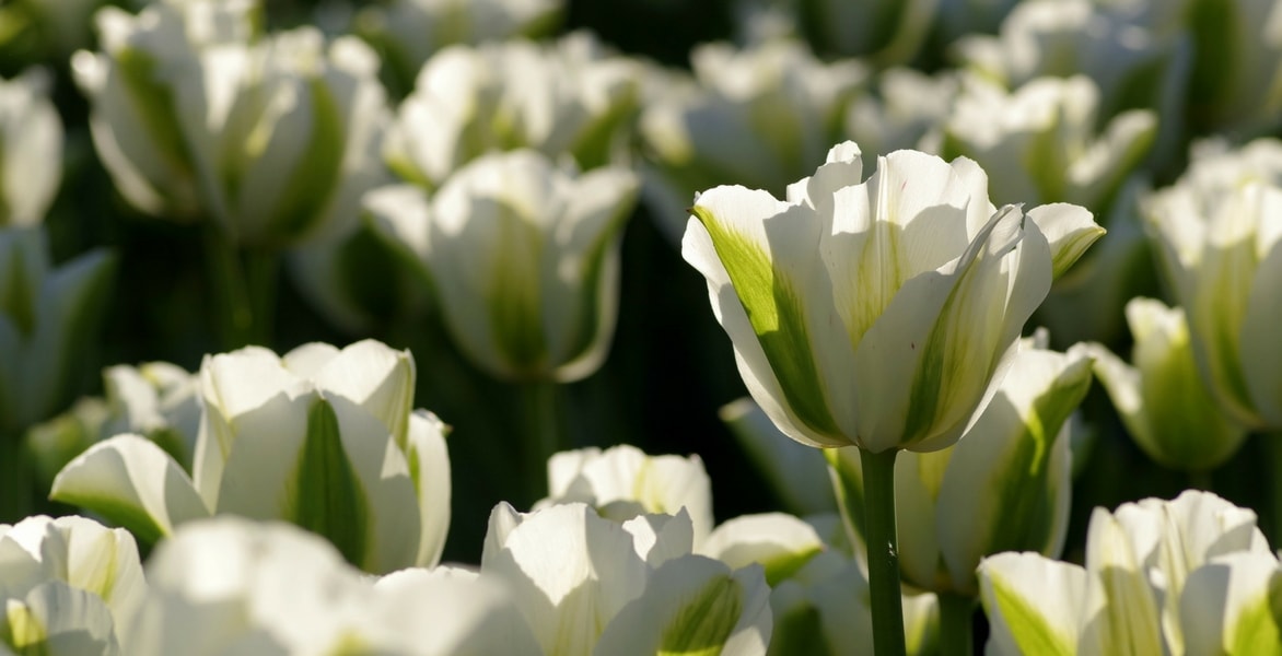 Wat te doen met tulpen na de bloei om ze langer mooi te houden?