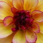Dahlia's scheuren