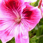 Geurgeraniums kweken: zo lukt het