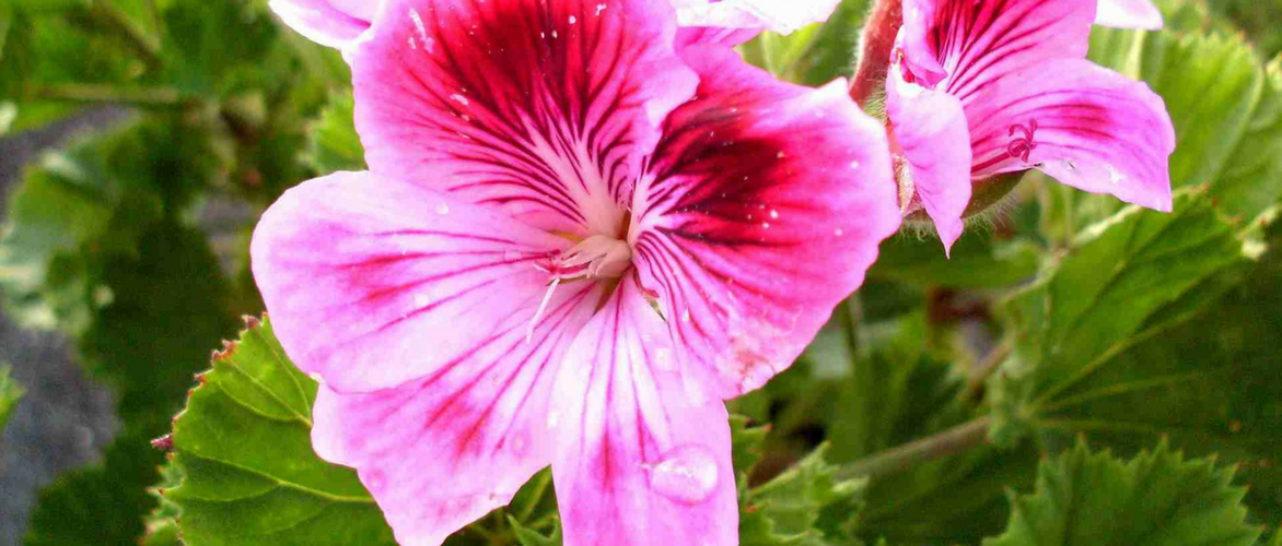 Geurgeraniums: succesvol kweken