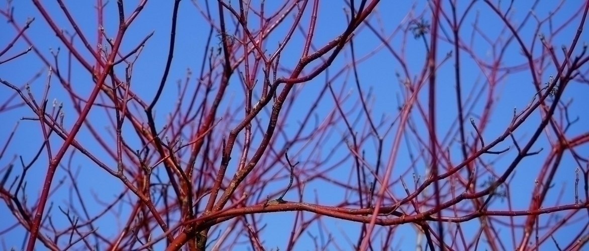 Cornussen snoeien voor hun mooie kleur en structure