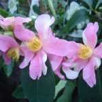 Herfstcamelia 'Yume', een bloeikampioen