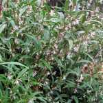 Sarcococca hookeriana, een bescheiden heester.