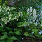 Planten onder bomen
