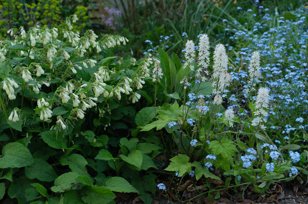 Planten onder bomen