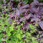 Duo vaste planten in zwartpaarse tinten
