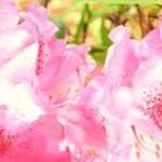 Zuurminnende heesters planten