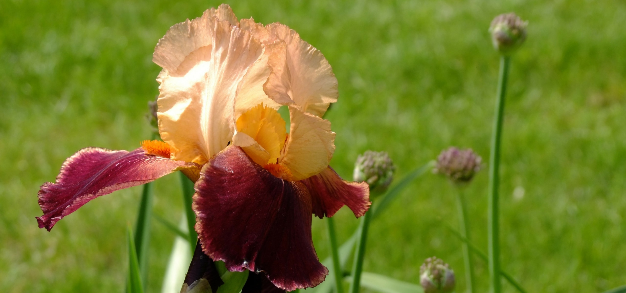 Iris germanica: vermeerderen?