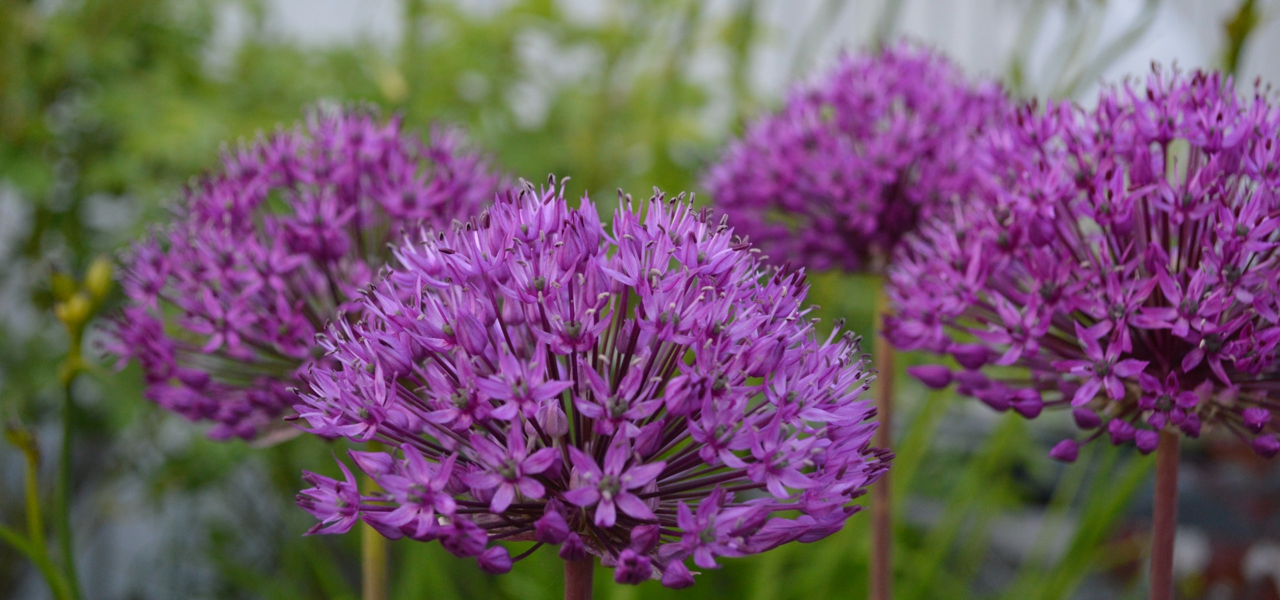 Alliums planten