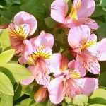 Incalelies planten