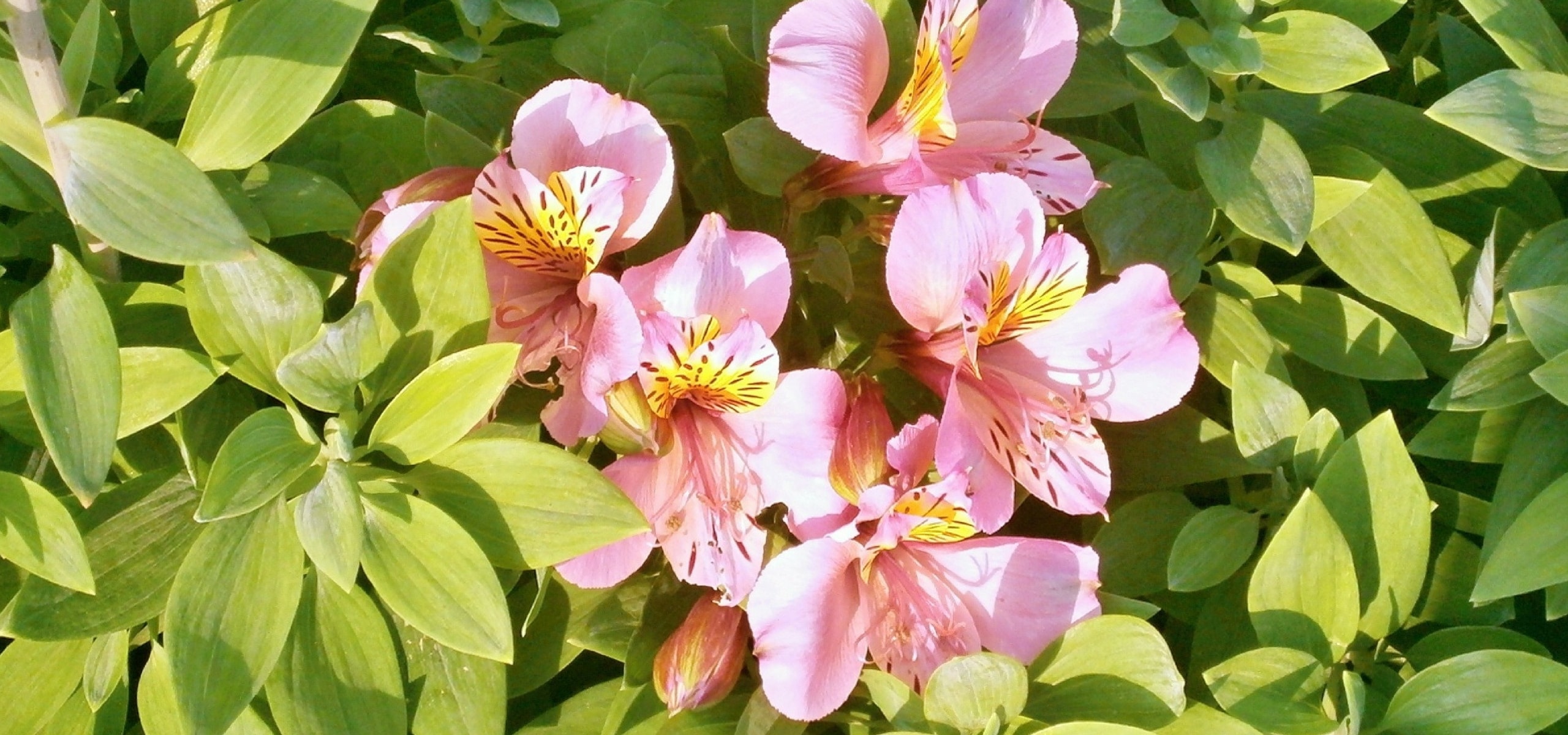 Incalelies planten