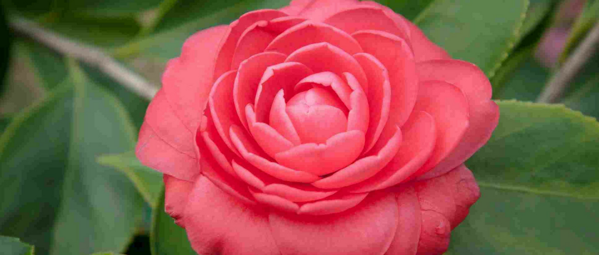 Camellia's: planten die in de winter bloeien