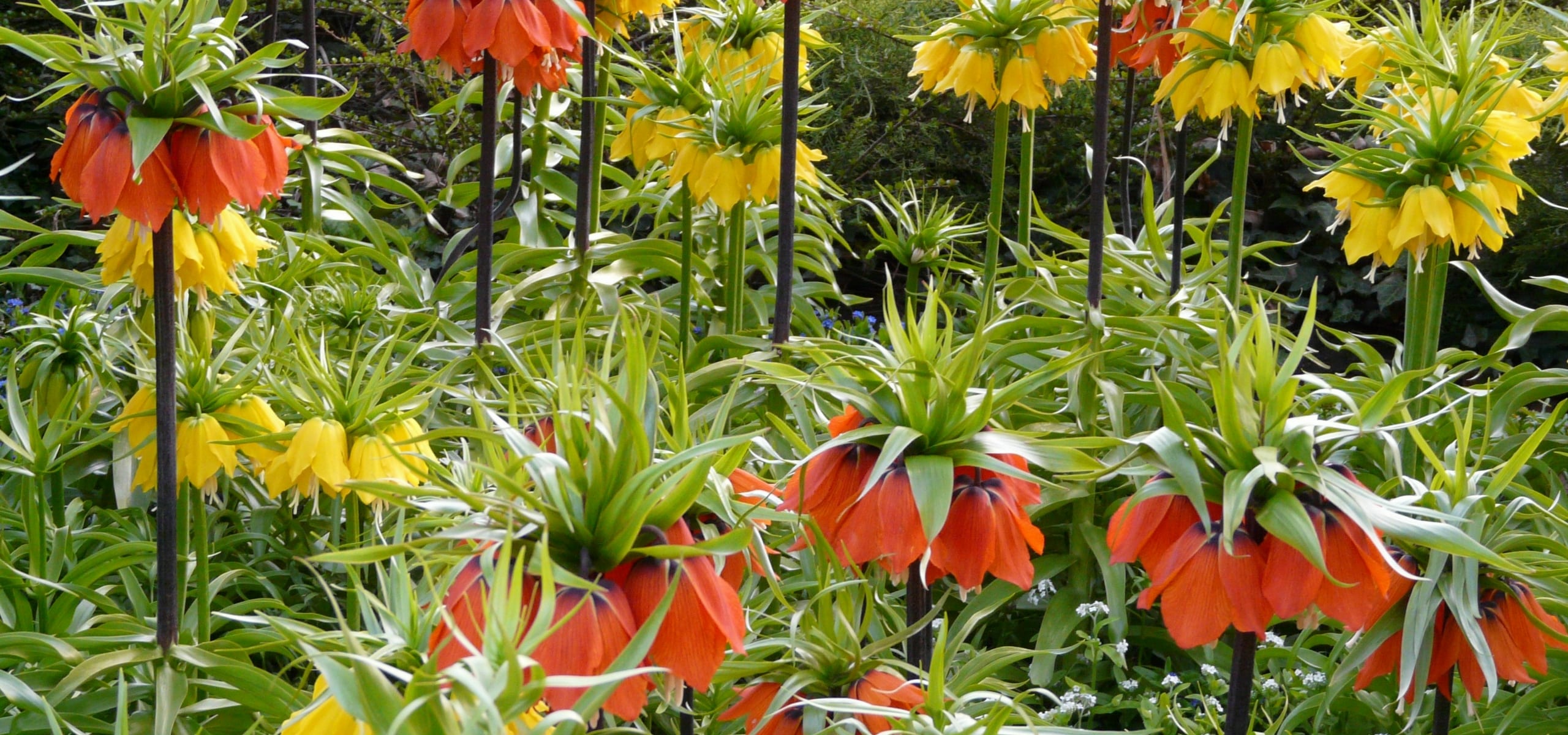 Fritillaires planten en verzorgen